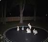 Skjermdump av en video laget av KI, som viser kaniner som hopper på en trampoline.