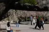 Mennesker spaserer og hviler under blomstrende trær i en park i Kyiv.