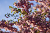 Bildet viser et japansk kirsebærtre som blomstrer ved Munchmuseet i Bjørvika i Oslo. Foto: Fredrik Varfjell / NTB