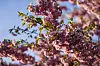 Bildet viser et japansk kirsebærtre som blomstrer ved Munchmuseet i Bjørvika i Oslo. Foto: Fredrik Varfjell / NTB