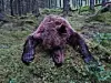 Bildet viser en død bjørn.