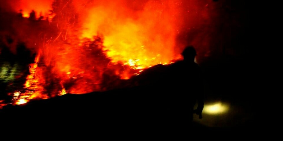 FLAMMER: En brannmann er på jobb i skogen i California i USA. Flere tusen mennesker kjemper for å slukke skogbrannen i området. Brannen har vokst til å bli en av de største i California noensinne.