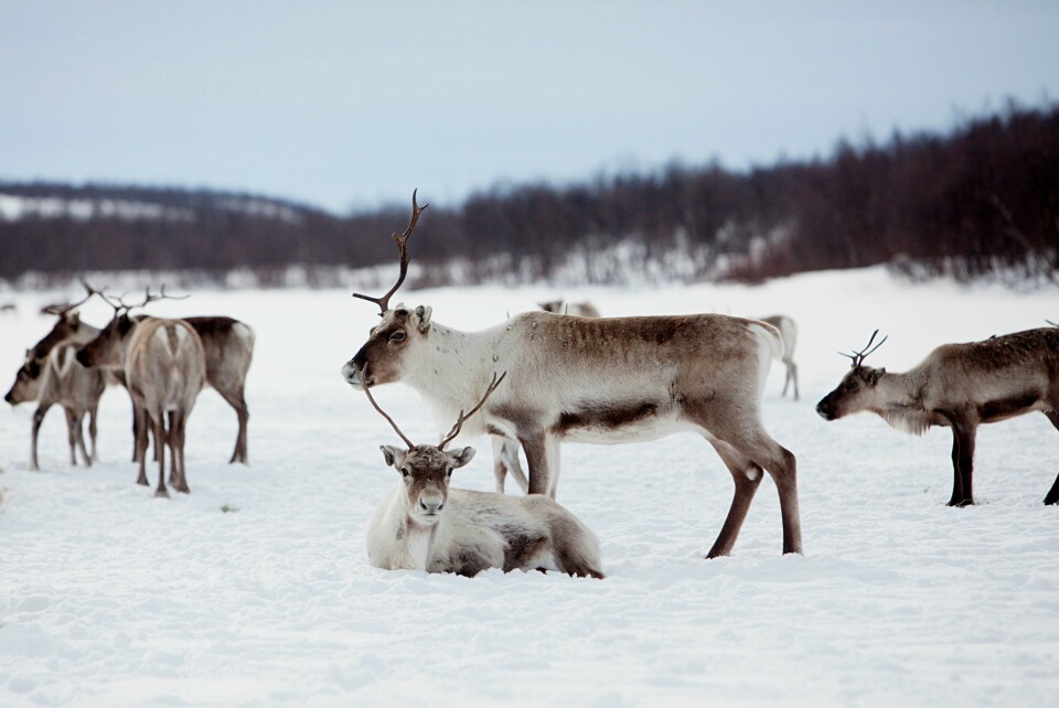 KAUTOKEINO: Det er kaldt i Kautokeino. – Vi har kunnskapen til å takle kulda, sier ordfører Anders S. Buljo. En reinflokk nyter vinterlandskapet i Kautokeino i Finnmark. Natt til fredag ble det målt over 40 kuldegrader der, til tross for at det til uken kan bli plussgrader. Foto: Stian Lysberg Solum / NTB