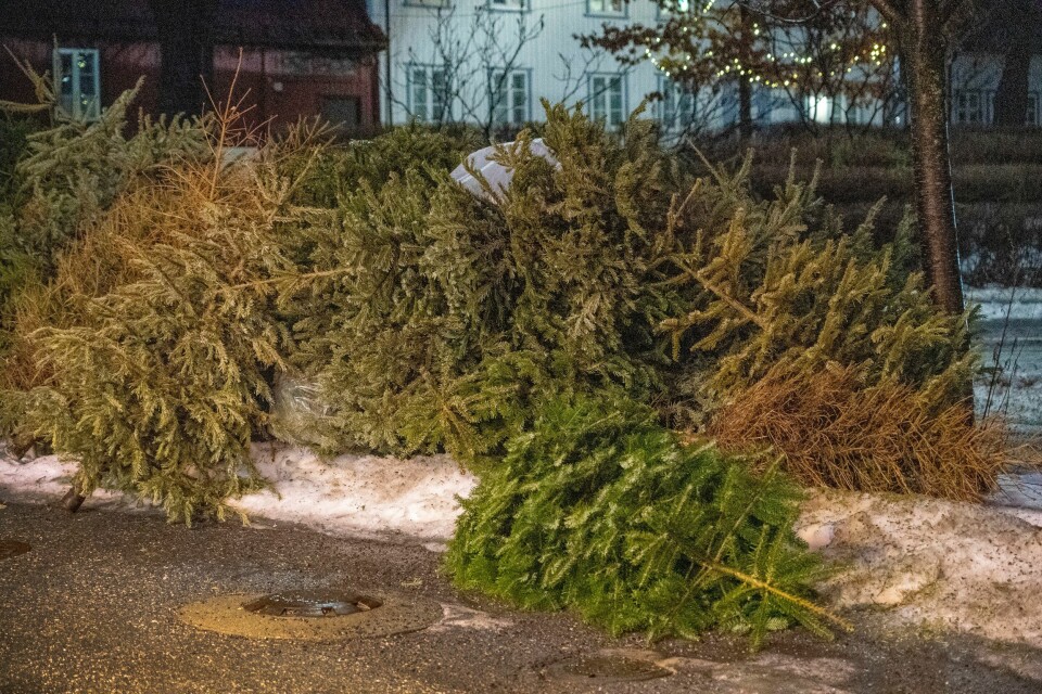 SØPPEL: Hvor skal juletreet kastes? Det kommer an på hvor du bor. Bildet viser juletrær som ligger ved veien etter jula.