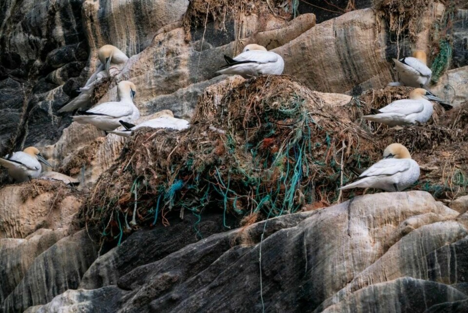 GARN: Det er mye plast i havet. Det påvirker livet til dyr og mennesker.