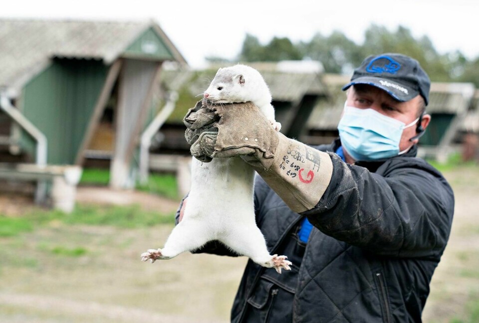 MINK: Alle mink i Danmark skal avlives. Et mutert korona-virus smitter fra mink til mennesker.