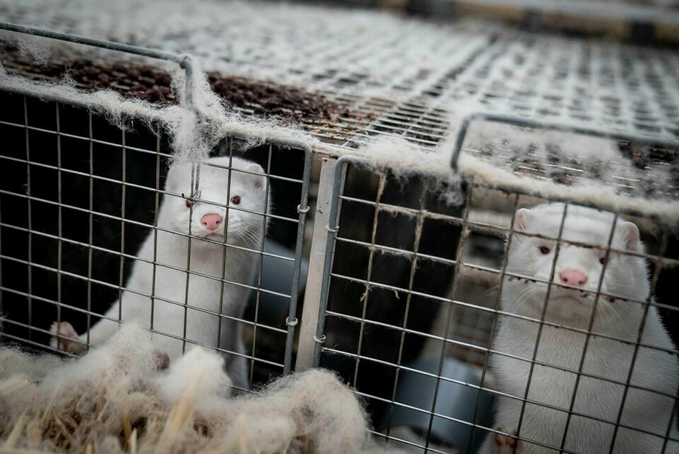 MINK: Millioner av mink er avlivet i Danmark. Også Frankrike og Italia har nå tiltak for å hindre at korona-viurs smitter fra mink til mennesker.