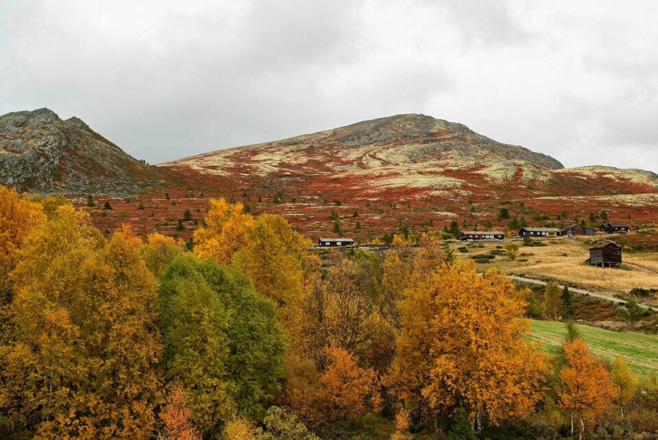 UTBRUDD: Over hundre er smittet med korona i Gudbrandsdalen.