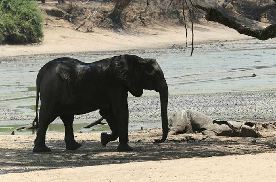 TØRKE: Over 100 elefanter har dødd i tørken i Zimbabwe. Over 40 millioner mennesker står i fare for å sulte sør i Afrika.