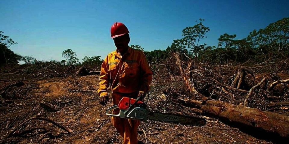 HOGGES: Regnskogen i Amazonas i Brasil hogges fortsatt i raskt tempo. Hogsten økte med 15 prosent fra i fjor til i år.