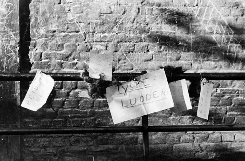 HÅRKLIPP: Det avklipte håret til såkalte «tyskertøser» ble hengt opp med navnelapper. Det var straff for at kvinnene hadde hatt et forhold med tyskere. Bildet er fra mai 1945. Bildet viser det avklipte håret til såkalte «tyskertøser» som er hengt opp med navnelapper. Det var straff for at kvinnene hadde hatt et forhold med tyskere. Bildet er fra mai 1945.