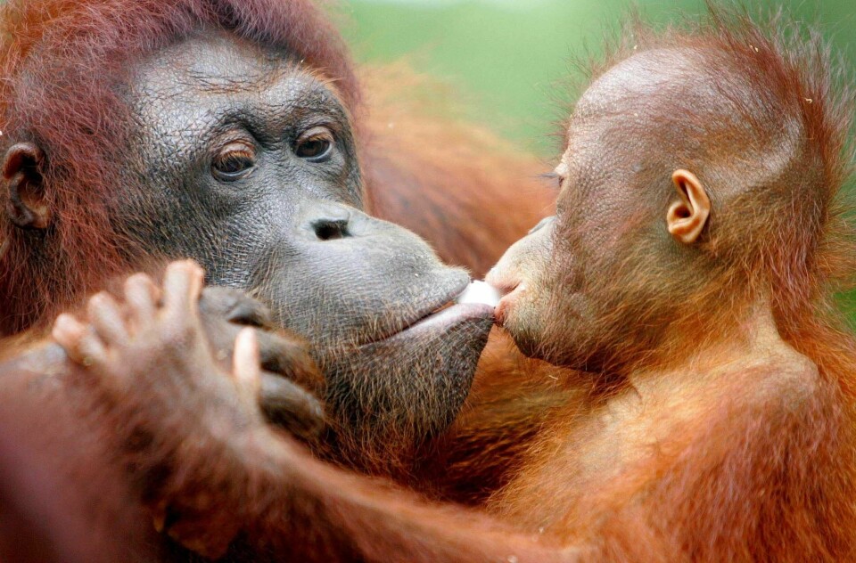TRUET: Orangutangen er et truet dyr. De forsvinner når regnskogen hogges.