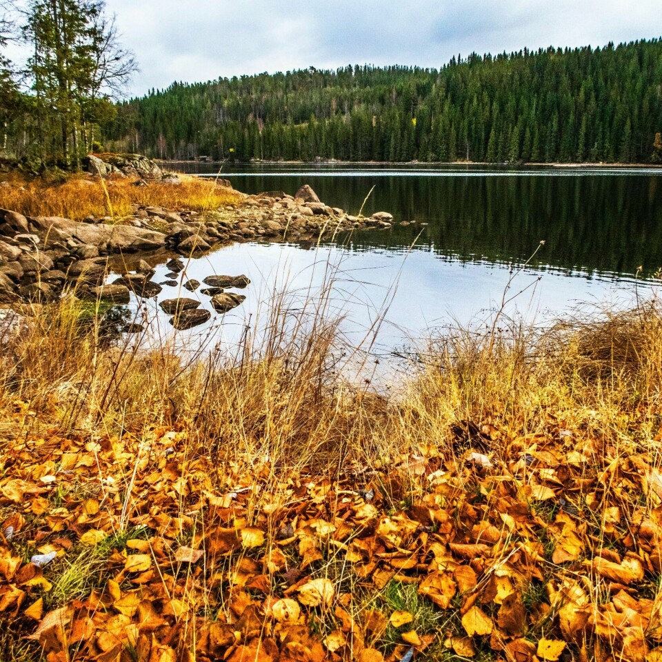 MILDT: Hele Norge kan vente noen milde dager framover. Årsaken er restene av en tropisk orkan. Bildet er fra Oslo 28. oktober.