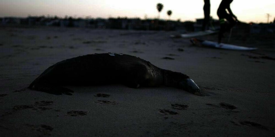 SULTER: Sjøløvene blir liggende på stranden. De er sultne. Det er ikke nok mat i havet.