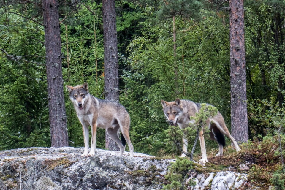 ULV: Norge har flere kull med ulv enn det Stortinget har bestemt. Regjeringen vil likevel frede flere flokker.