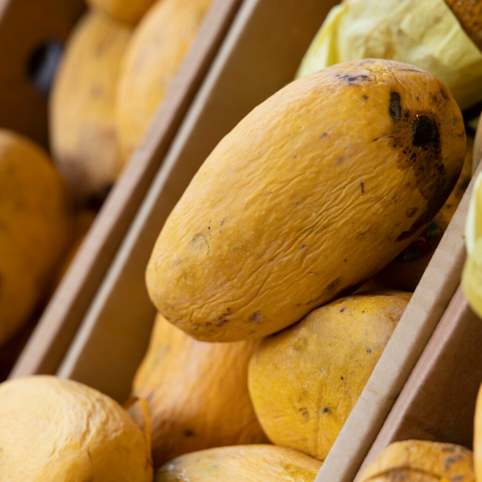 ITALIA: Italia dyrker stadig mer mango som følge av stadig varmere temperaturer. Men eksotiske frukter slipper heller ikke unna klimaendringene. Italia dyrker stadig mer mango som følge av stadig varmere temperaturer. Men eksotiske frukter slipper heller ikke unna klimaendringenes vrede. Foto: Geir Olsen / NTB