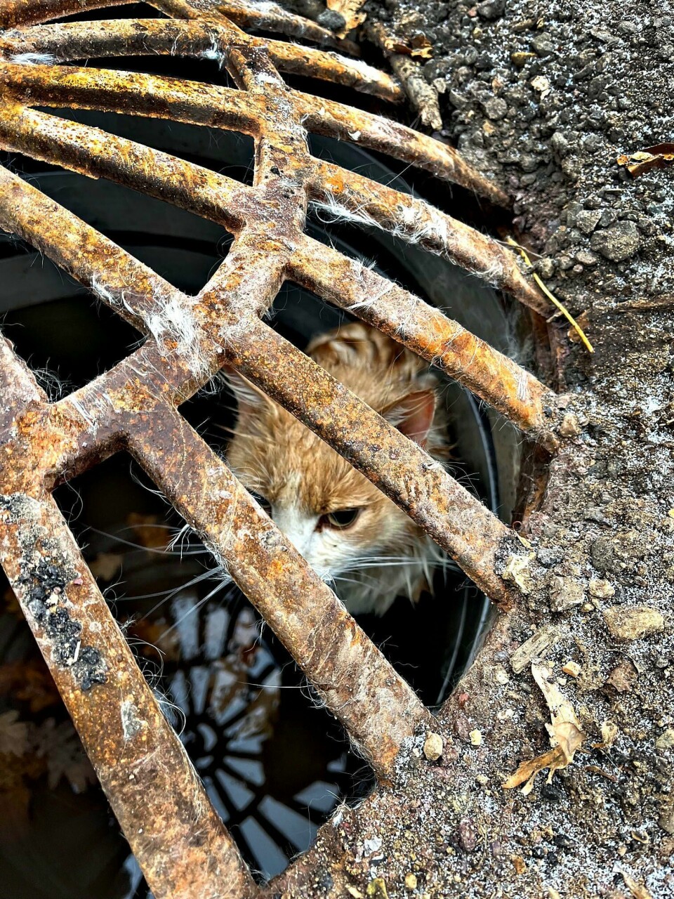 FANGET: Denne katten var fanget under et kumlokk i Horten. Bildet viser katten som var fanget under kumlokket i Horten.