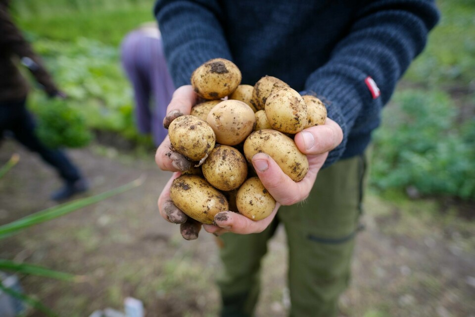 AVLING: Poteter er én av grønnsakene vi dyrker mye av i Norge. AVLING: Avlingen fordeles mellom andelseierne, som kan glede seg over usprøytede og ultrakortreiste grønnsaker. Foto Lars Olav Stavnes