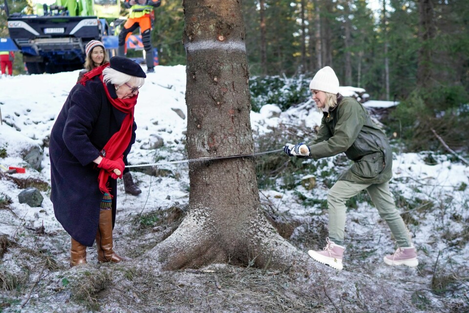 TRADISJON: Oslo gir et juletre til London. Her sager ordfører i Oslo Anne Lindboe (t.h.) og ordfører i Westminster Patricia McAllister årets gran. Bildet viser ordfører i Oslo Anne Lindboe og ordfører i Westminster Patricia McAllister som sager årets julegran.