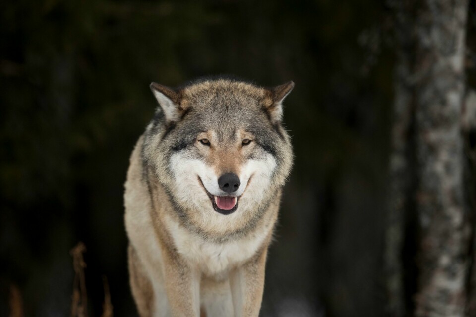 ULV: For første gang på sju år er det registrert færre enn 100 ulver i landet. Det viser vinterens bestandsregistrering av ulv. Ulven på bildet er fotografert i Langedrag Naturpark.