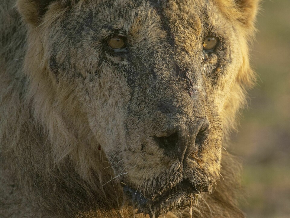 LØVE: Dette bildet fra dyrevernorganisasjonen Lion Guardians viser hannløven Loonkito i Amboseli nasjonalpark i sørlige Kenya. Nylig ble seks løver drept i naturreservatet. Dette bildet fra dyrevernorganisasjonen Lion Guardians viser hannløven Loonkito i Amboseli nasjonalpark i sørlige Kenya. Nylig ble seks løver drept i naturreservatet. Foto: Philip J. Briggs / Lion Guardians / AP / NTB