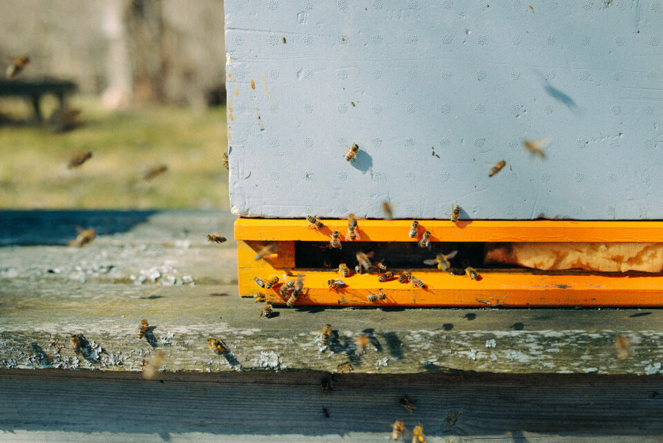 POLLEN: Bier og andre insekter lever av pollen. Derfor bør du la plenen få vokse fritt i mai, sier WWF. Bildet viser bier som flyr inn i en bikube.