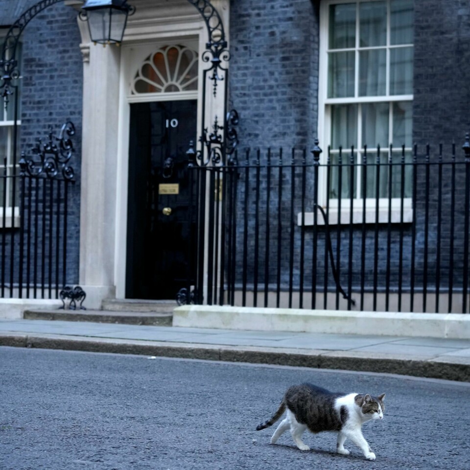 FESTET: 30 personer skal ha festet i statsministerboligen 16. april. Det er like mange som kunne være i kirken da prins Philip ble gravlagt dagen etter. Bildet er av en katt som går utenfor statsministerboligen i Downing Street 10. Foto: Kirsty Wigglesworth / AP / NTB