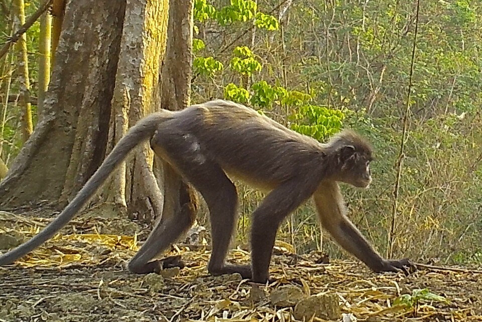 NY: Denne apekatten har fått navnet popa langur. Den er blant de 224 artene som ble funnet i Mekong-regionen i fjor. Foto: World Wildlife Foundation via AP / NTB Bildet viser apekatten som har fått navnet popa langur. Den er blant de 224 artene som ble avdekket i Mekong-regionen i fjor. Foto: World Wildlife Foundation via AP / NTB