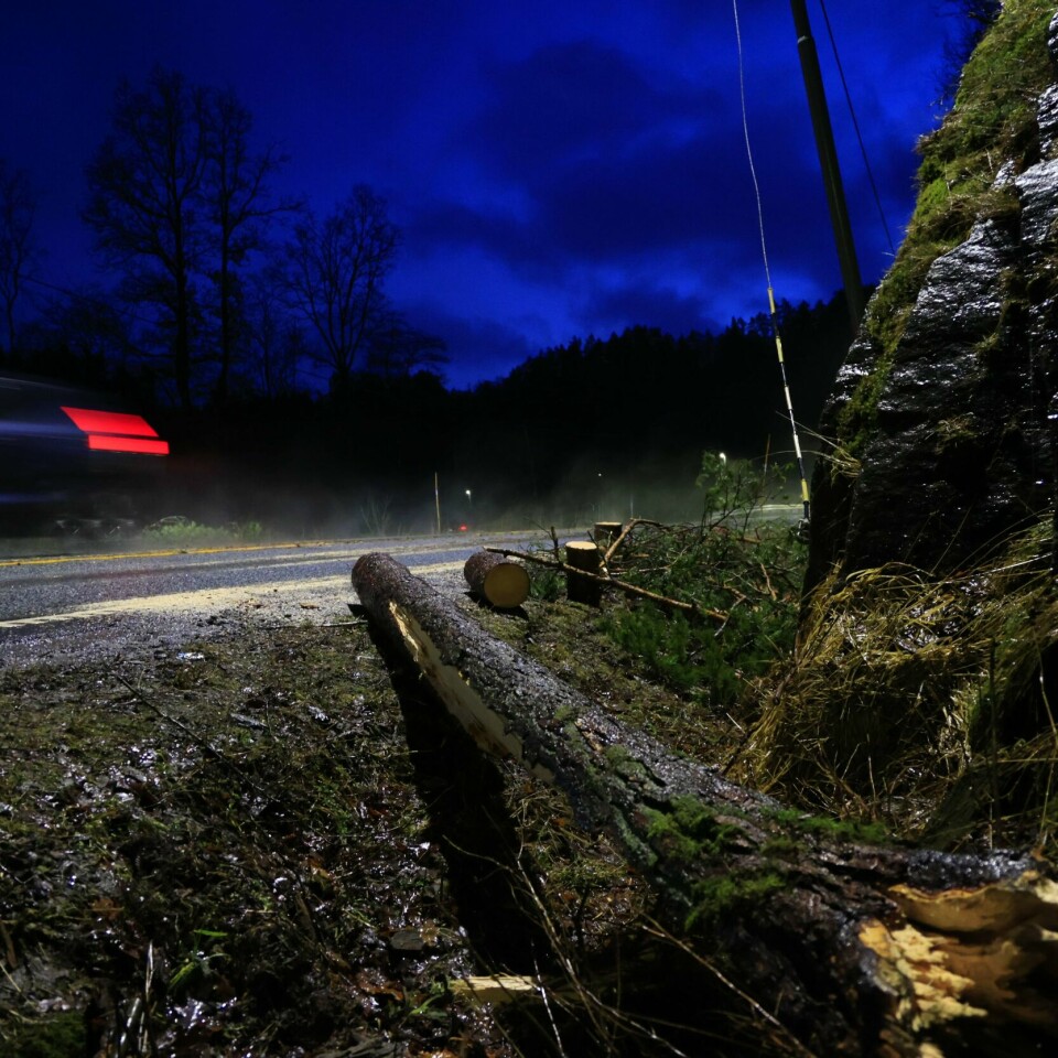 UVÆR: Det var uvær i store deler av Sør-Norge i helga. Bildet viser et tre som har falt over ende på grunn av uvær. Foto: Tor Erik Schrøder / NTB