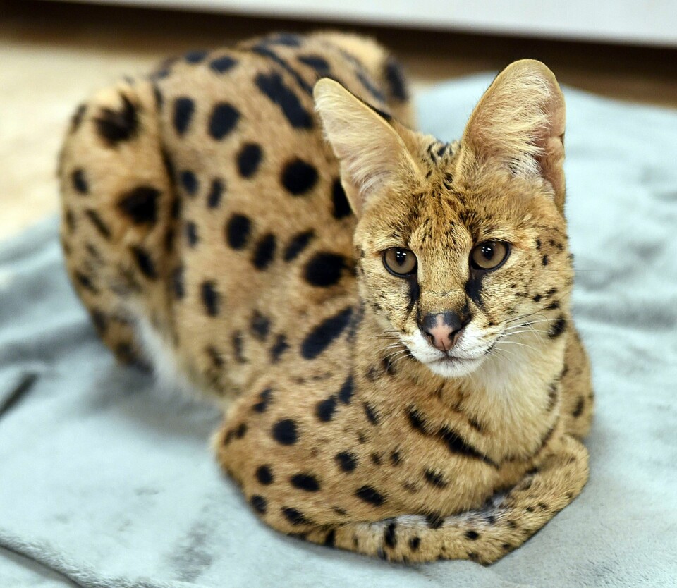 SERVAL: Illustrasjonsbilde av en serval. Serval er et kattedyr som lever i store deler av Afrika. Servalen på bildet er ikke tilknyttet denne saken. Illustrasjonsfoto: Tim Leedy / AP / NTB