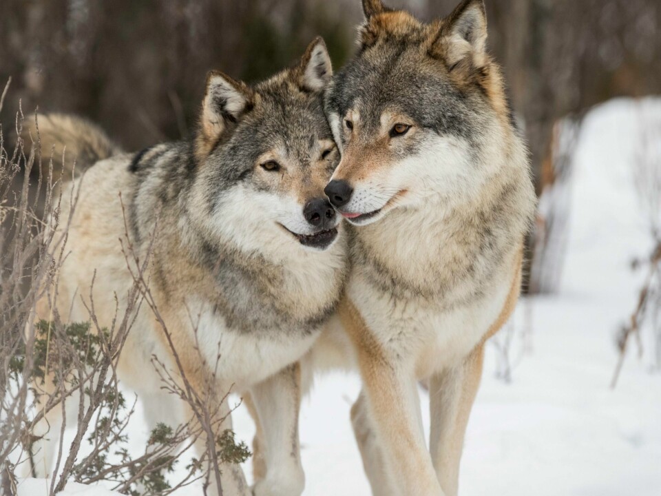 ULV: Ulv på Langedrag. Bildet viser to voksne ulver på Langedrag.
