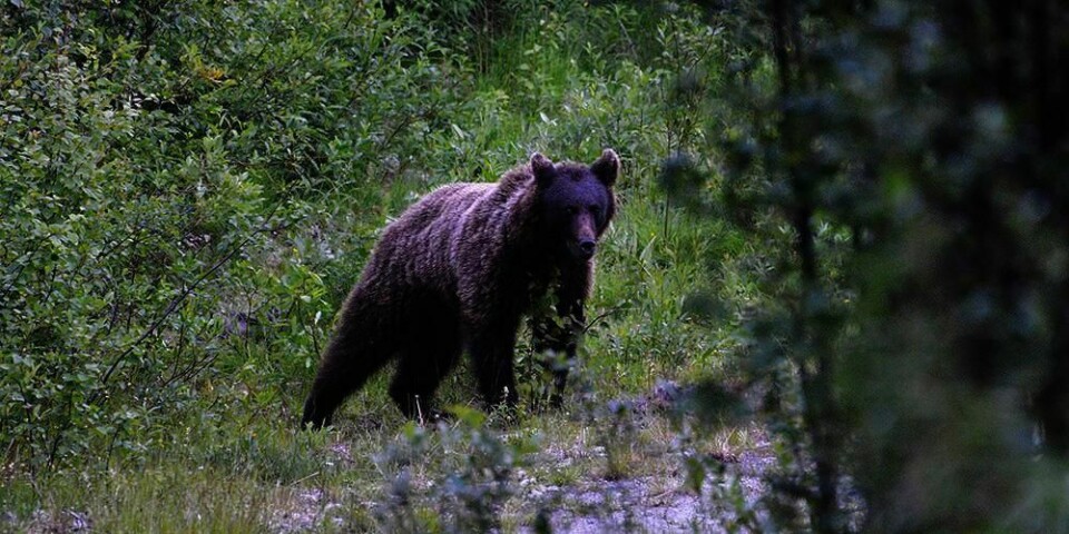 BESKJED: Har du sett rovdyr eller spor av rovdyr i skogen? Da bør du gi beskjed til skandobs.no. Det er viktig for forskerne.
