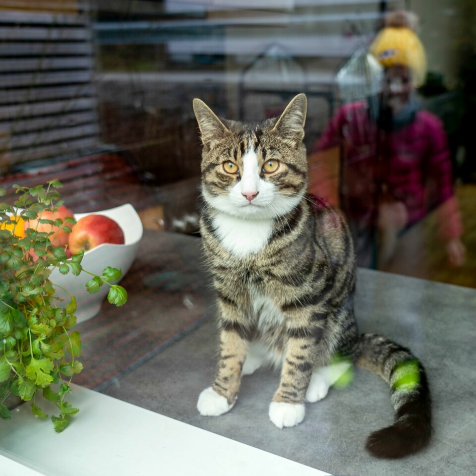 KATT: En ny studie fra NMBU viser katteeiere hvor langt katter går fra hjemmet sitt. Bildet viser en katt i et vindu. En ny studie fra NMBU viser katteeiere hvor langt katter går fra hjemmet sitt.