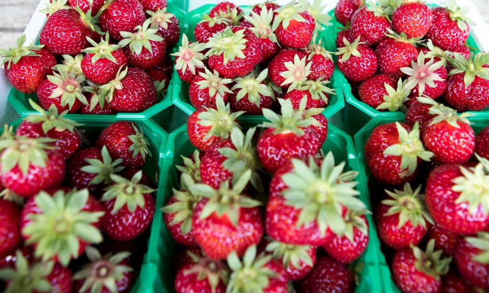 BÆR: Nå kommer de første kurvene med jordbær. Denne uka vil det komme norske jordbær i butikkene i deler av Østlandet. Arkivfoto: Torstein Bøe / NTB