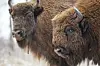 Bildet viser to bisoner. Europeisk bison blir også kalt for visent.