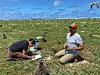 Forskere flytter Tristrams stormsvaler på Hawaiis Tern Island til en ny øy på Hawaii. Fuglene er truet av klimaendringene, og flyttingen er et forsøk på å redde arten. Foto: Pacific Rim Conservation via AP / NTB