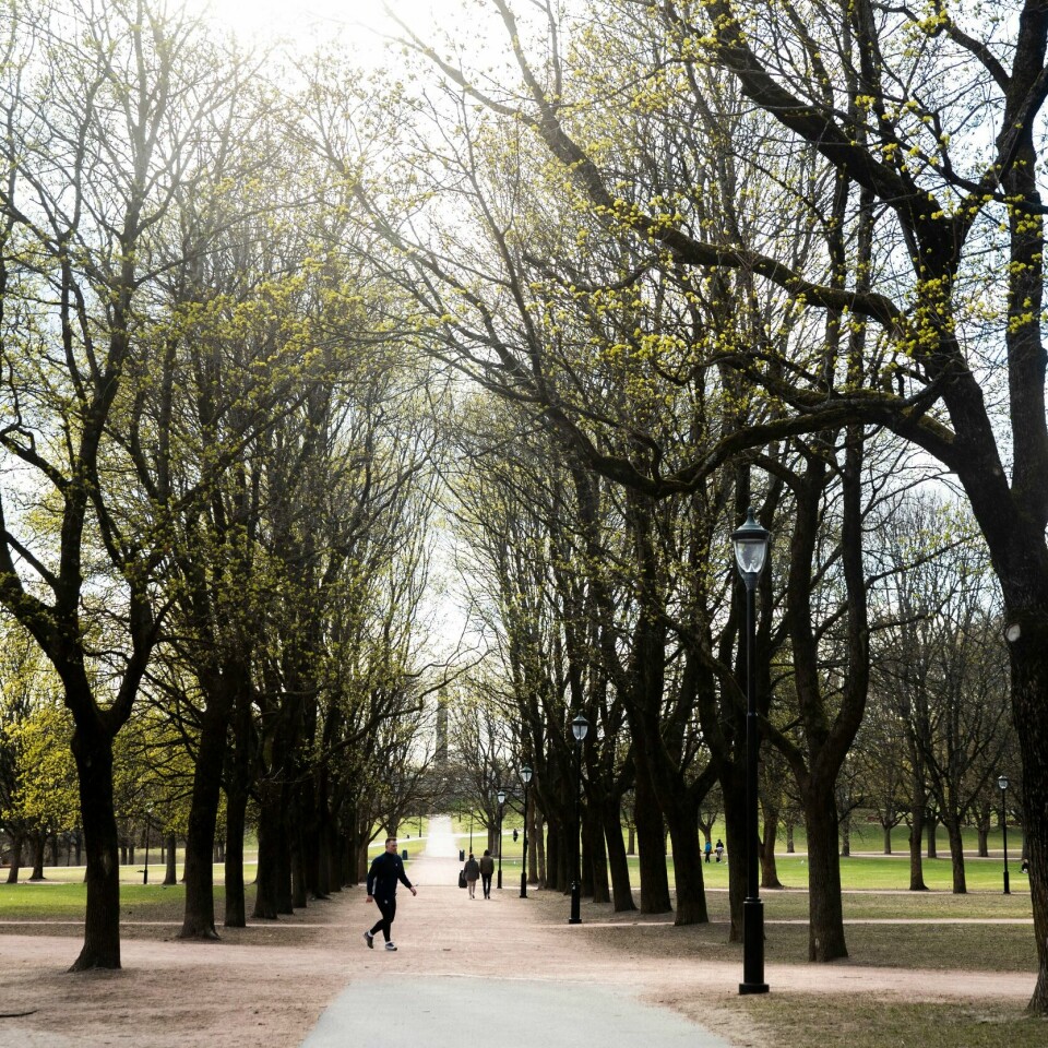 VÆR: Frognerparken har vist seg fra sin vakre side en tidlig vårdag før, og ifølge meteorologen kan det også førstkommende søndag bli vårvær sør i landet. Frognerparken søndag, en dag det ble registrert 51 nye smittetilfeller i Oslo.Foto: Berit Roald / NTB
