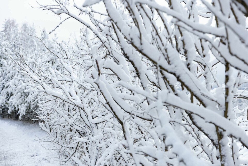 VINTER: Mars er egentlig vår, med nå med kulde og snø. Illustrasjonsfoto: Hanna Johre / NTB