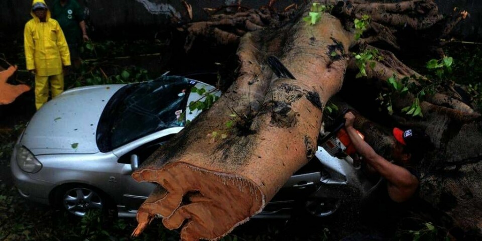 VIND: Et tre har falt over en bil i Manila på Filippinene. 15 mennesker i landet er døde i tyfonen som blåser over landet. Mange er døde etter å ha blitt truffet av trær og andre ting.