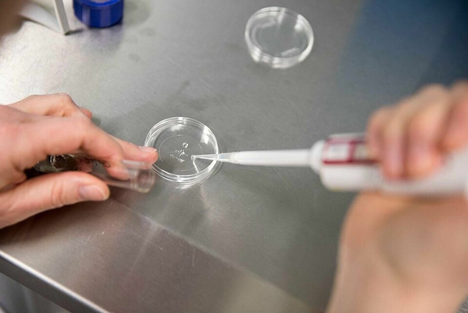HJELP: Enslige bør kunne få hjelp til å bli gravide. Det mener Bioteknologi-rådet. De sier også ja til egg-donasjon.
