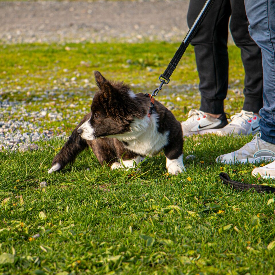 VALPER: Mange har skaffet seg hundevalp under korona-pandemien. Bildet viser en hvalp og to personer som står ved siden av-