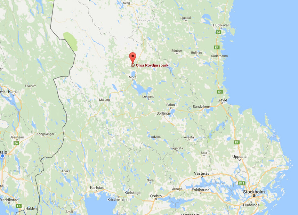 Mann døde etter angrep av bjørn ###