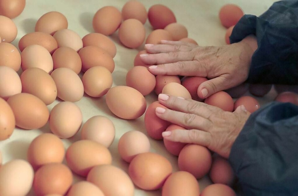 EGG: Mange land har oppdaget gift i egg.