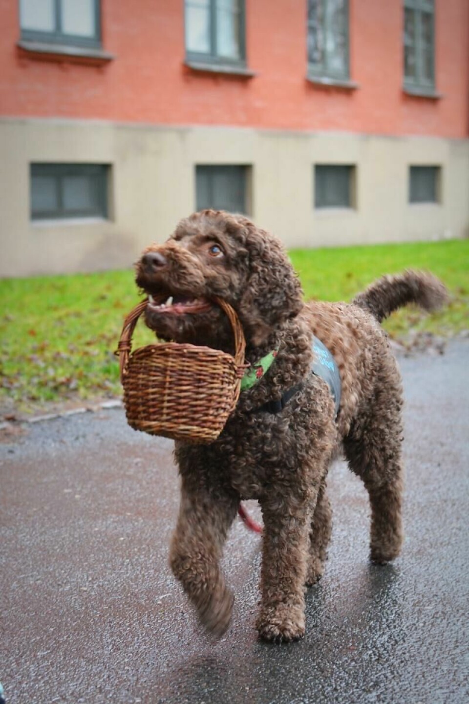 BESØK: Hunden «Ella» drar gjerne på besøk til eldre eller ensomme som ønsker selskap. Bildet er av hunden Ella som bærer med seg en kurv av strå. Hunden har håndtaket på kurven i munnen. Hunen har brun og krøllete pels.