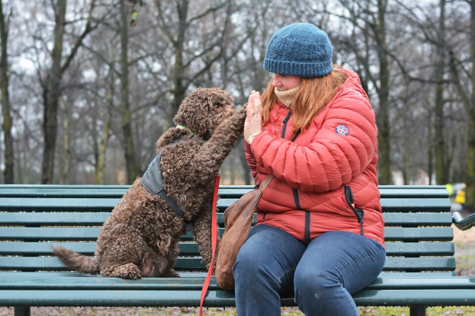 PARTNERE: Grete Moene og hunden «Ella» har jobbet sammen i mange år. De hjelper andre. Bildet er av Grete Moene og hunden Ella. De sitter på en parkbenk. De gir hverandre 'high five'.