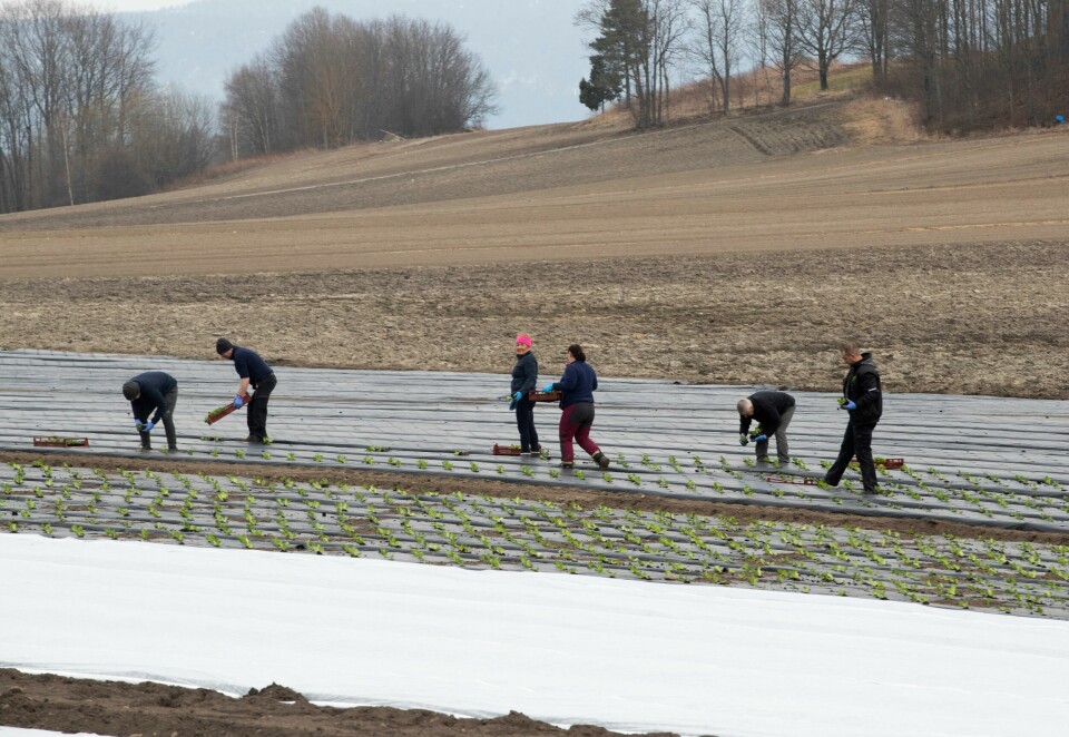 BEHOV: Landbruket i Norge har stort behov for arbeidsfolk fra utlandet. Flere frykter at en stengt grense kan føre til problemer når det skal plantes grønnsaker til våren. Bildet er et illustrasjonsfoto. Bildet er av folk som står i en åker. De planter salat.