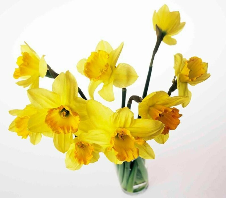 BLOMSTER: Vi bestiller mer blomster i korona-krisen. Vi kjøper mest tulipaner, påskeliljer og andre løkblomster.