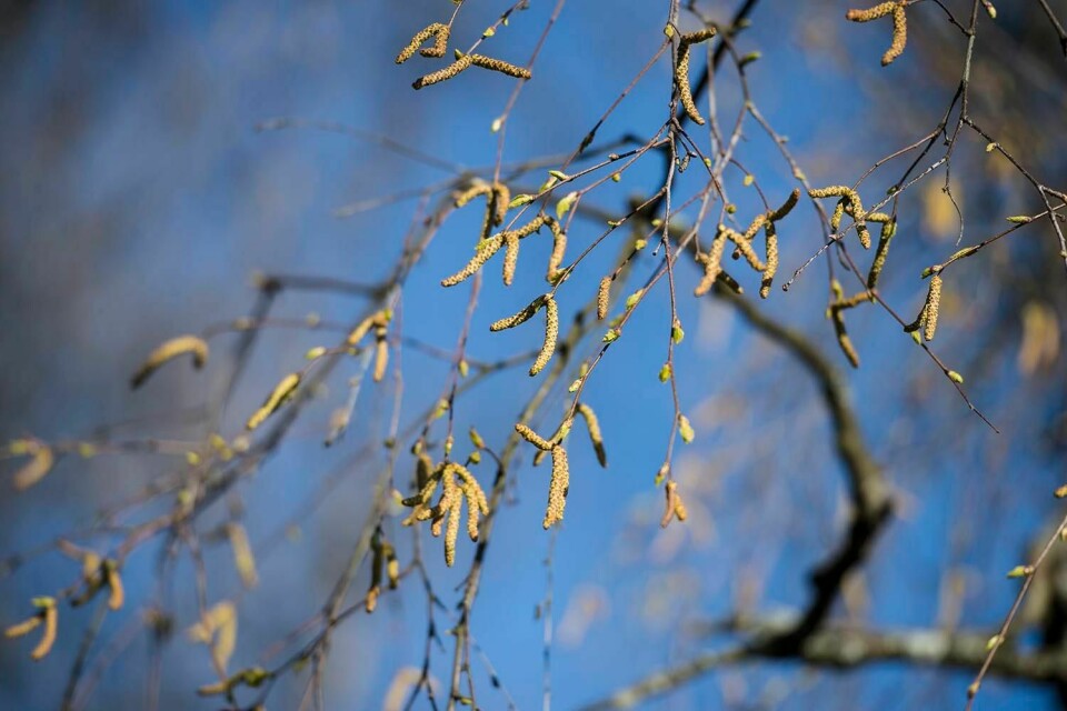 POLLEN: Bjørketrær er snart i full blomst på Østlandet. Da blir det mye bjørkepollen, som mange er allergiske mot. Allergi og korona har ganske like symptomer.