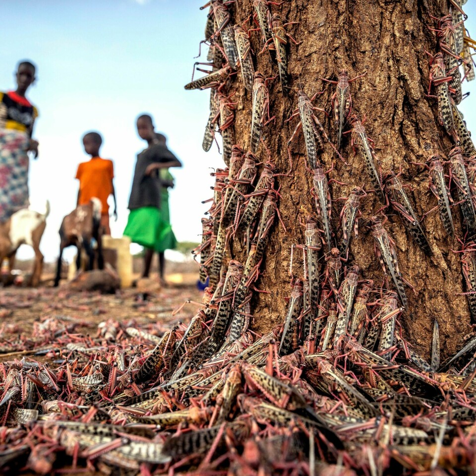 GRESSHOPPER: Avlingene i deler av Afrika blir spist av gresshopper. Det er en av årsakene til at det kan bli en sultkatastrofe.