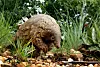 In this photo taken on Friday, Feb. 15, 2019, a pangolin looks for food on a private property in Johannesburg, South Africa. As World Pangolin Day is marked around the globe, Saturday, some conservationists in South Africa are working to protect the endangered animals, including caring for a few that have been rescued from traffickers. (AP Photo/Themba Hadebe)